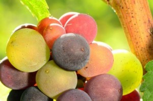 pinot-gris-grapes