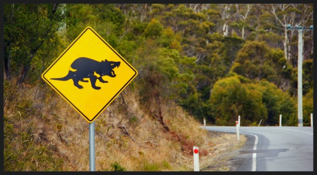 Beware Tasmanian Devils crossing 
