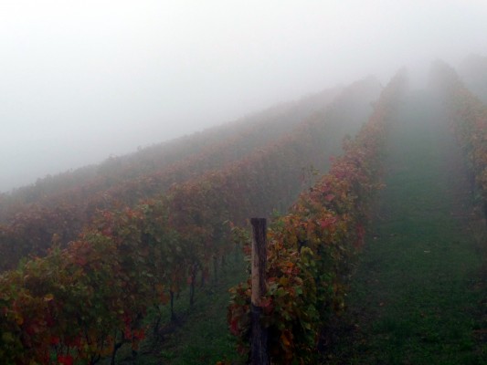 the famous fog of Barolo