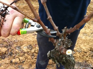 pruning 