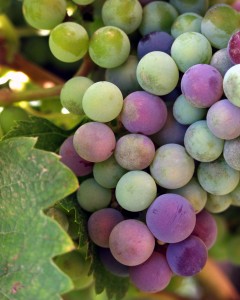 veraison