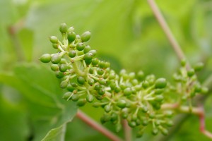 Young grapes fruit set