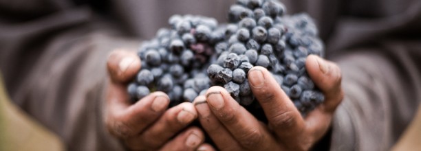 wine grapes harvest