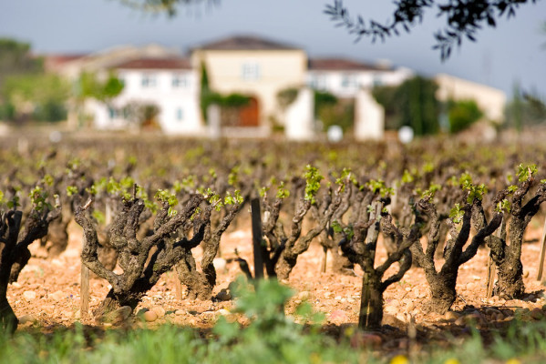 beaucastel-vineyard