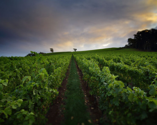 tasmania_pinot_noir_urban_flavours