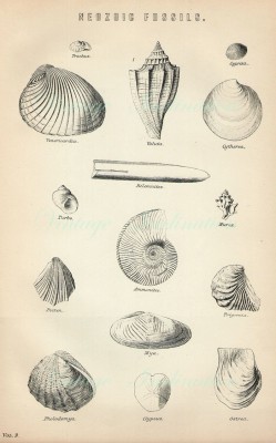 oyster_shell_fossils_urban_flavours