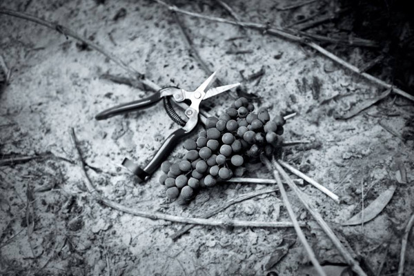 pinot-noir-harvest-bunch-urban-flavours