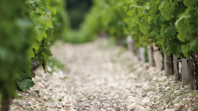 soils_vineyard_grapes_wine_urban_flavour