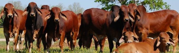 brahman_cattle_australia_cambodia_urban_flavours