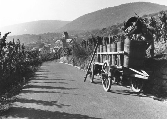 1950s-vendanges-archives-vinsalsace_urban_flavours