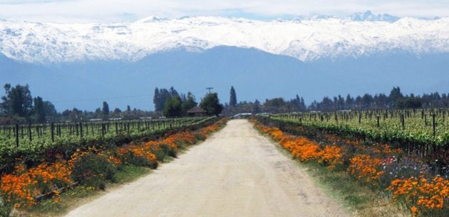 maipo-valley-chile-urban-flavours