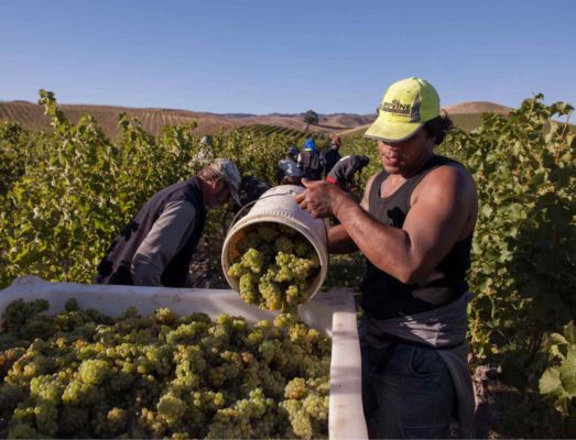 greywacke-yarrum-vineyard-ben-morven-valley-sb-harvest-cropped-urban-flavours