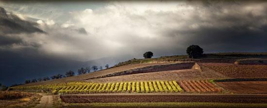 rioja-vineyards-urban-flavours