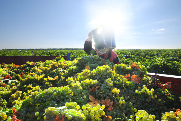 harvest-spain-urban-flavours