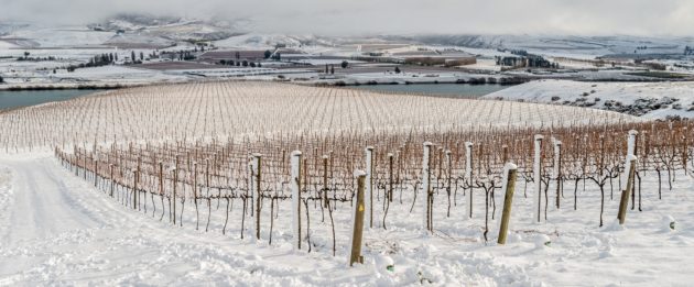 Vineyard-Central-Otago-urban-flavours