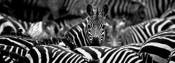 zebra-crossing-in-dreams-chardonnay-yarra-valley-urban-flavours