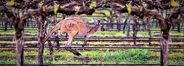 kangaroo-vineyard-clare-valley-wine-wakefield-taylors-urban-flavours