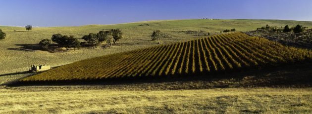 geoffrey-grosset-gaia-vineyard-clare-valley-urban-flavours