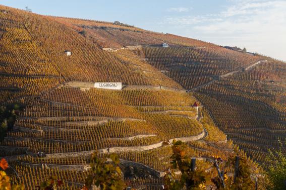 GUIGAL_Turque_vineyard-cote-rotie-rhone-urban-flavours