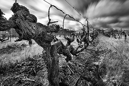 old-vines-mclaren-vale-australia-urban-flavours