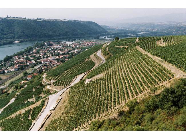 Guigal-Chateau-dAmpuis-Cote-Rotie-La-Viara-Syrah-Vineyards-Rhone-lanscape-view-river-urban-flavours