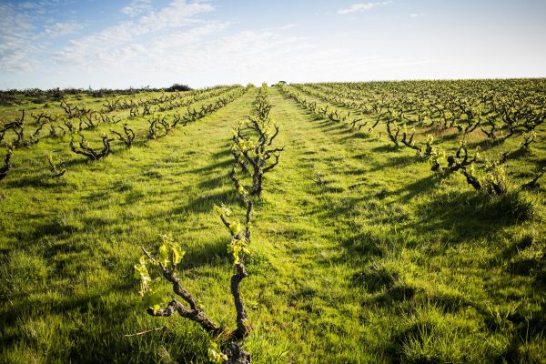 bush-vine-vineyard-mclaren-vale-urban-flavours