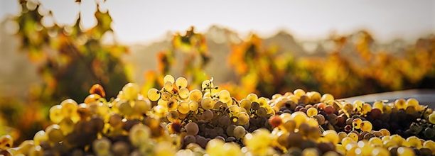 chardonnay-grapes-white-wine-urban-flavours