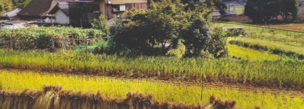 the one straw revolution an introduction to natural farming the one straw revolution an introduction to natural farming