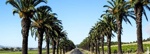 seppeltsfield-road-barossa-valley-urban-flavours