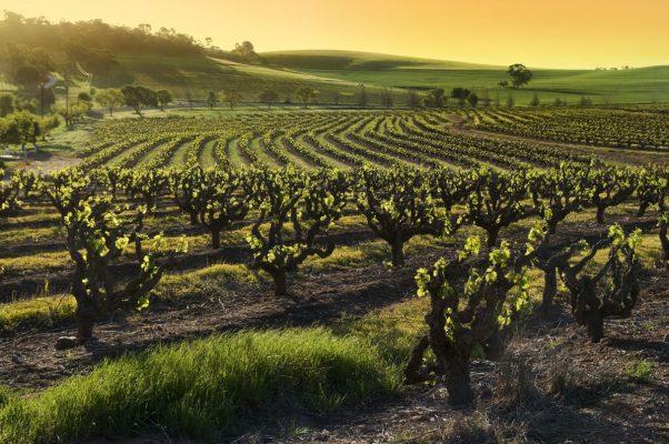 barossa-urban-flavours