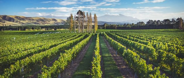 catalinasounds-soundofwhite-sauvignon-blanc-new-zealand