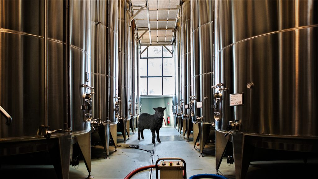 black-sheep-vats-le-grand-noir-wine-vindochine-darren-gall